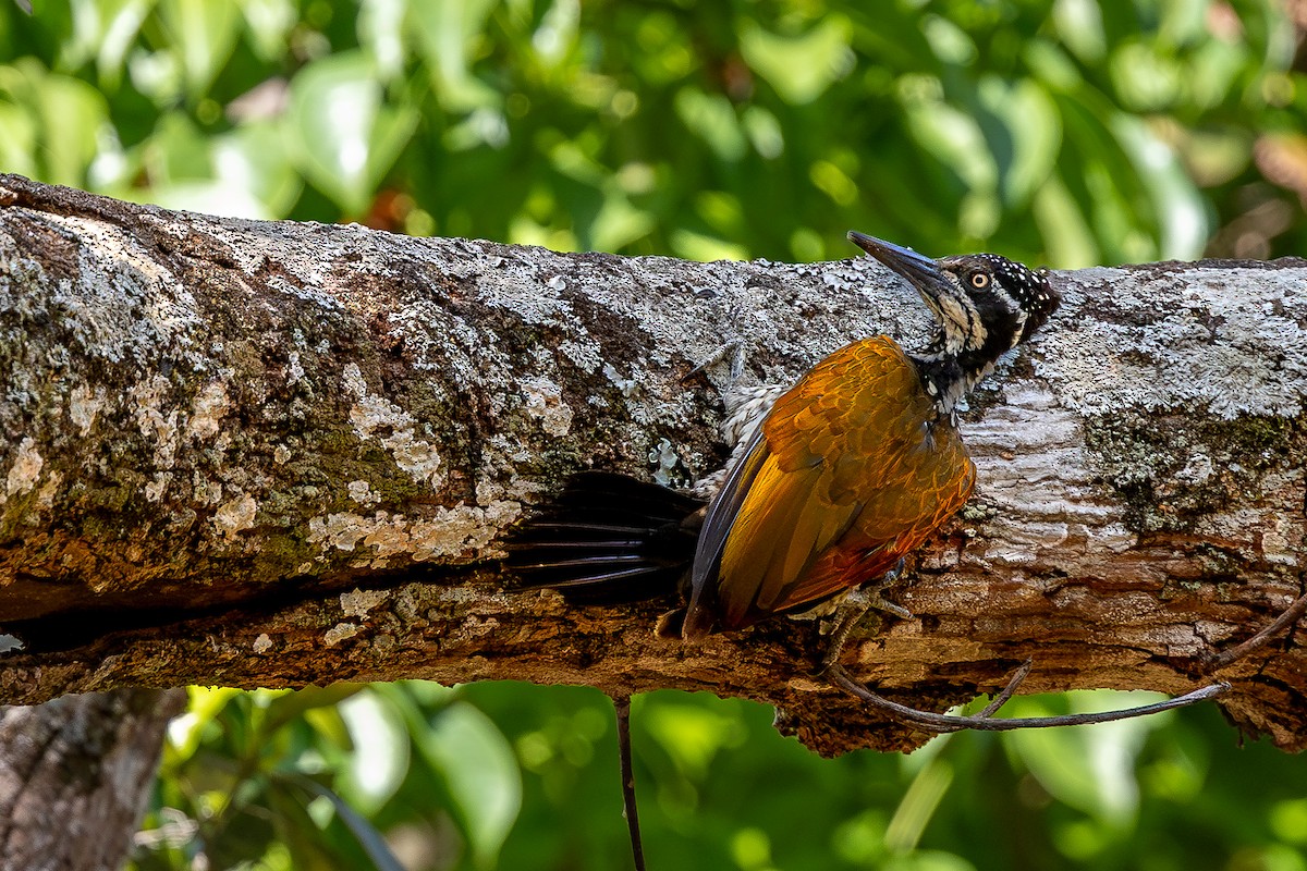 Malabar Flameback - ML620583792