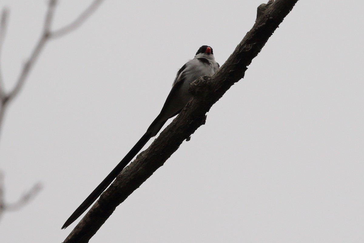 Pin-tailed Whydah - ML620583793