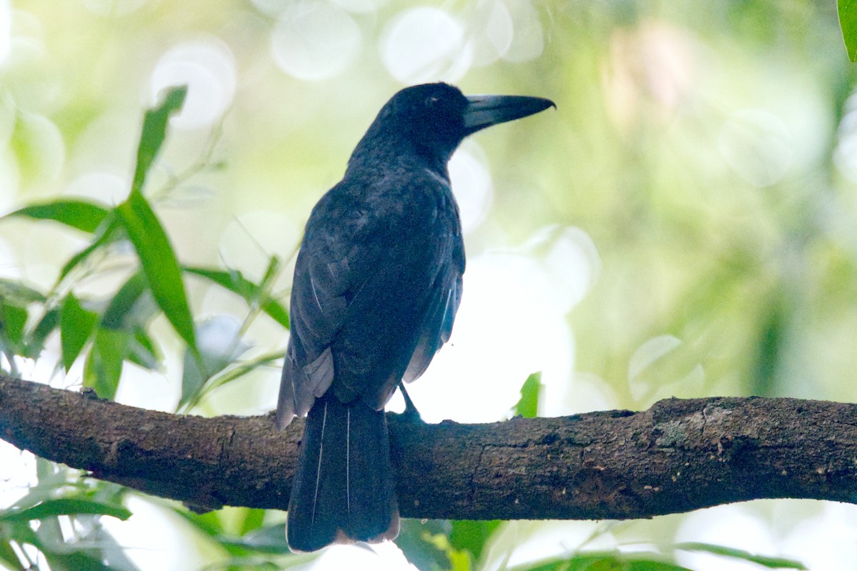 Black Butcherbird - Travis Vance