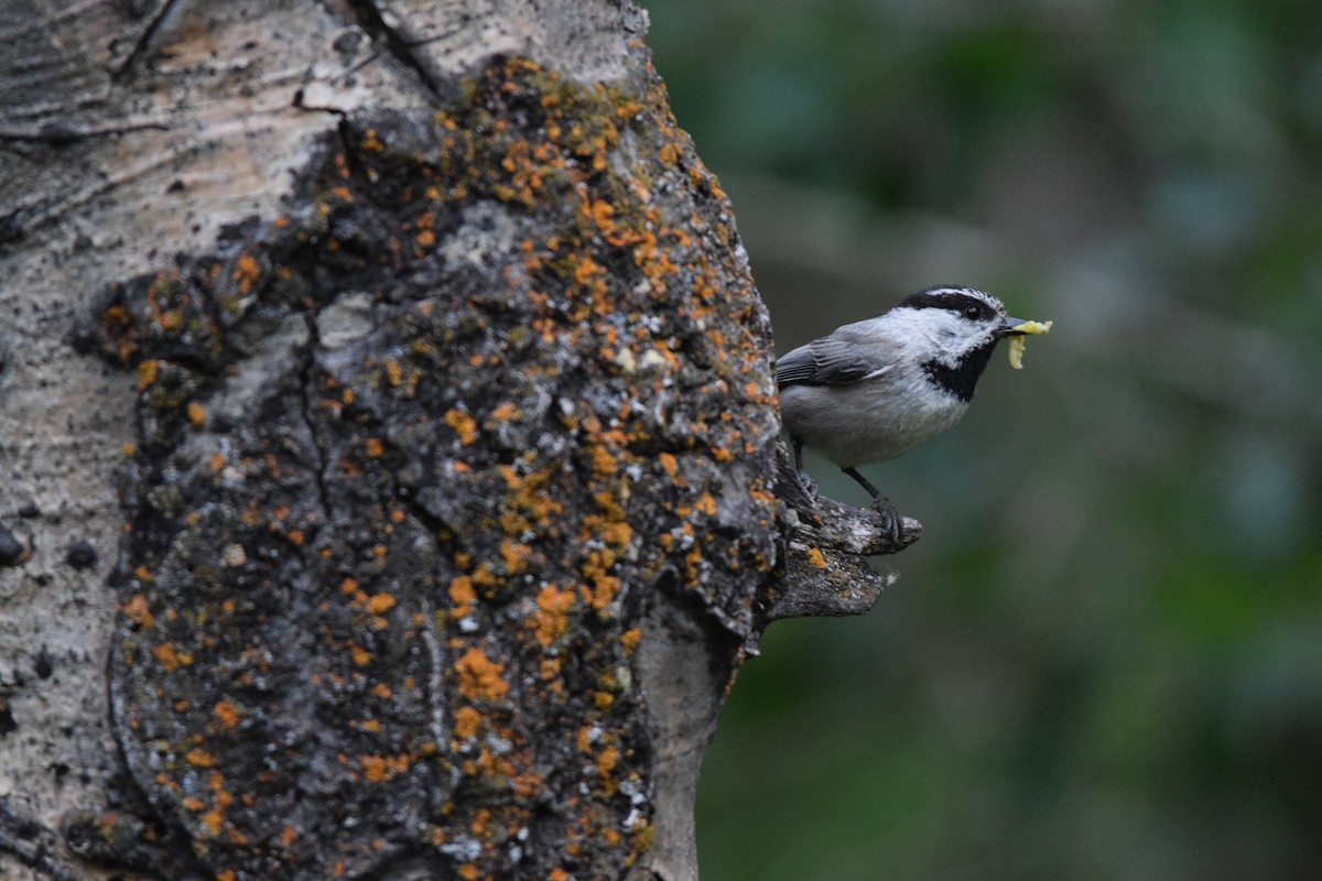 Mountain Chickadee - ML620583798