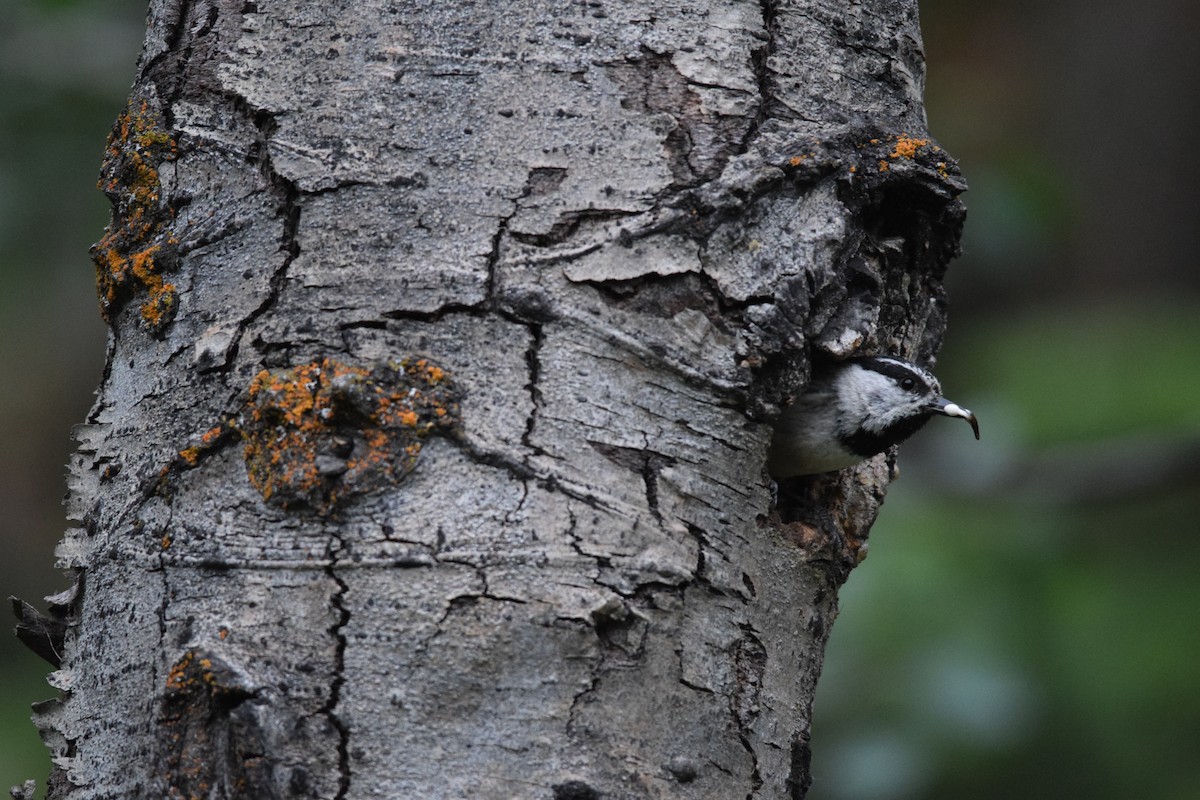 Mountain Chickadee - ML620583802