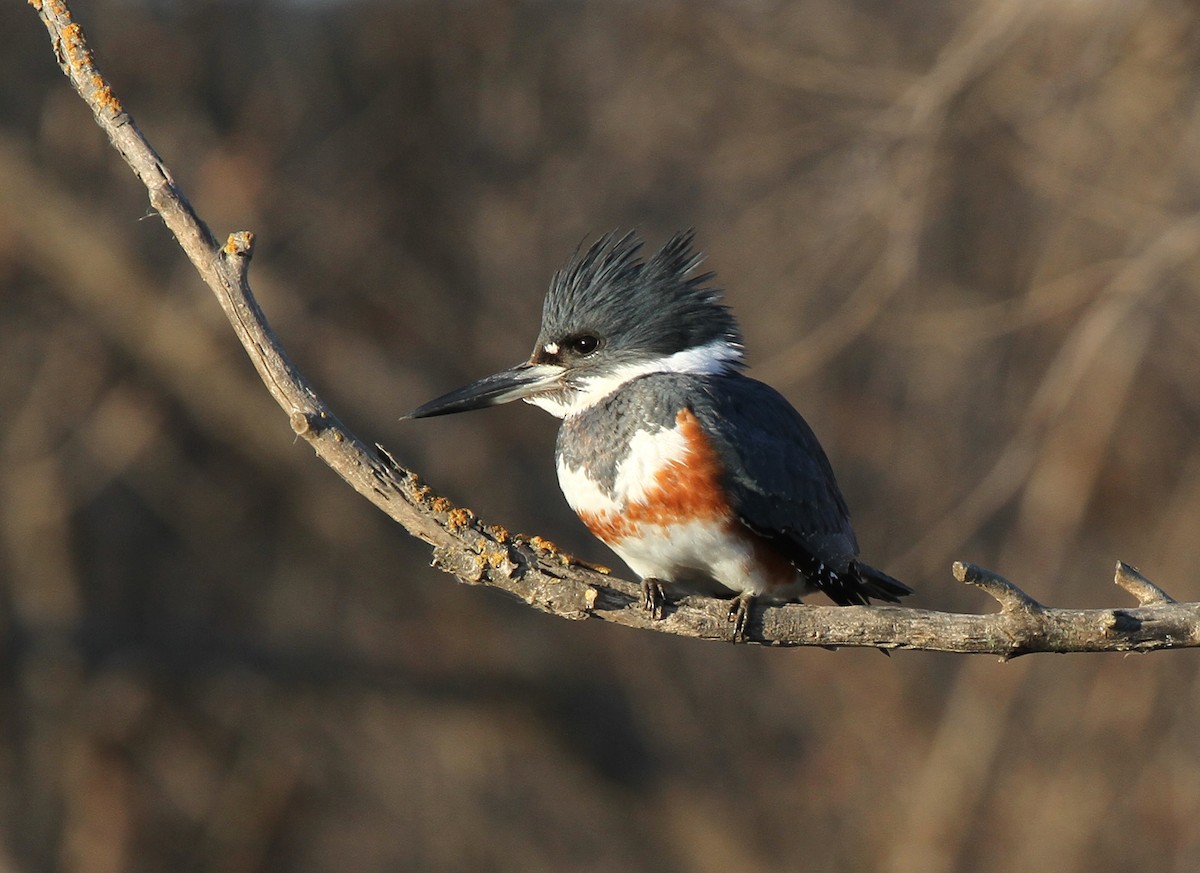 Belted Kingfisher - ML620583804