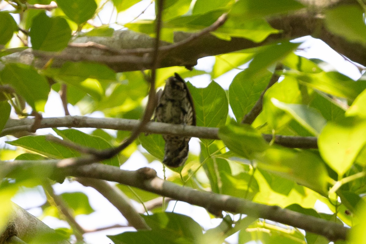 Speckled Piculet - ML620583805