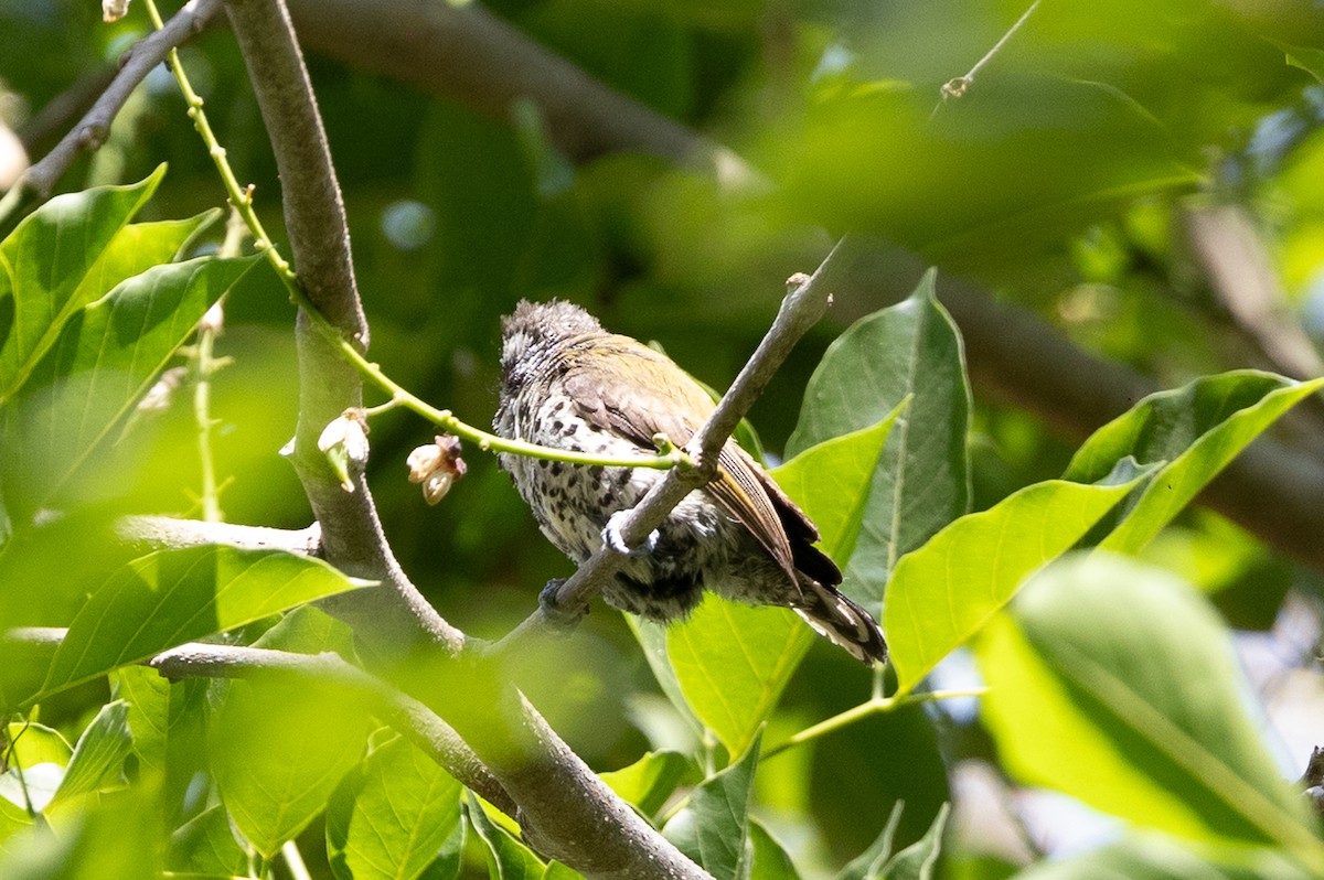 Speckled Piculet - ML620583806