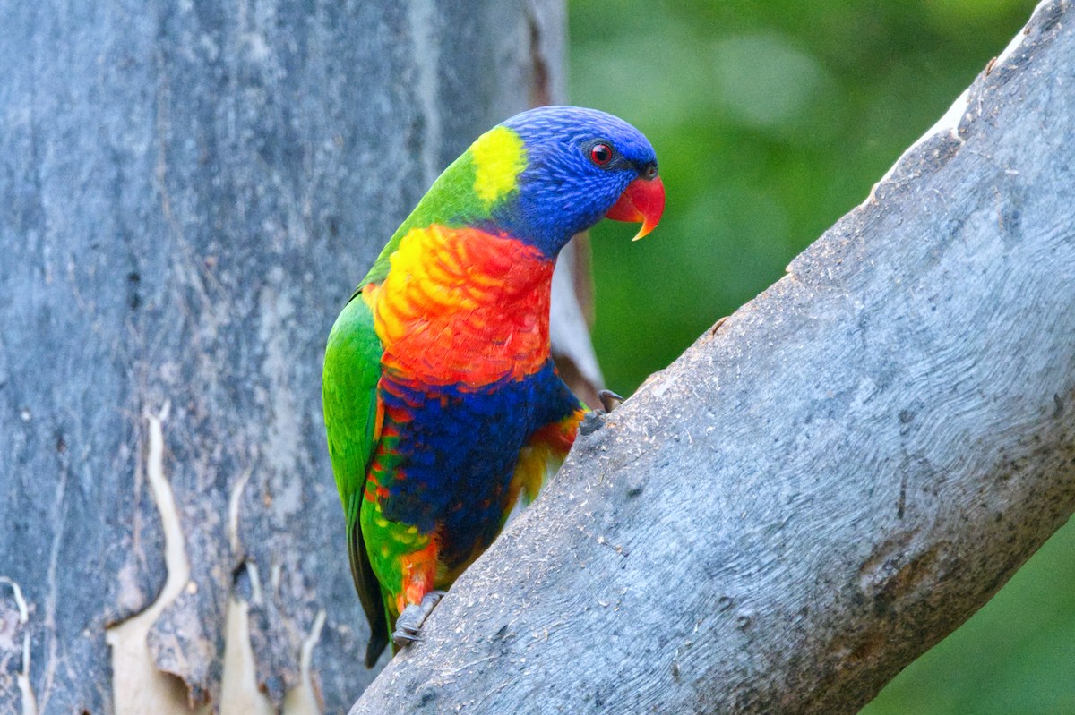 Rainbow Lorikeet - ML620583810