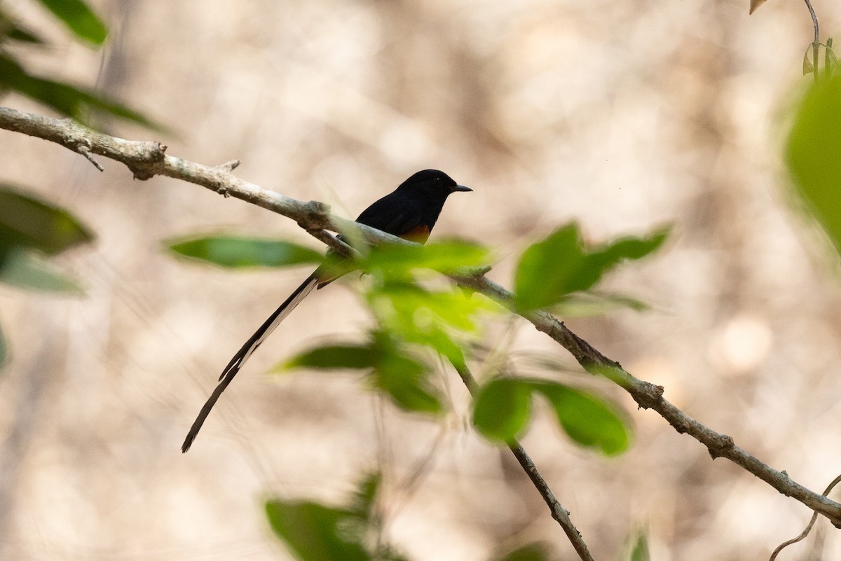 White-rumped Shama - ML620583816