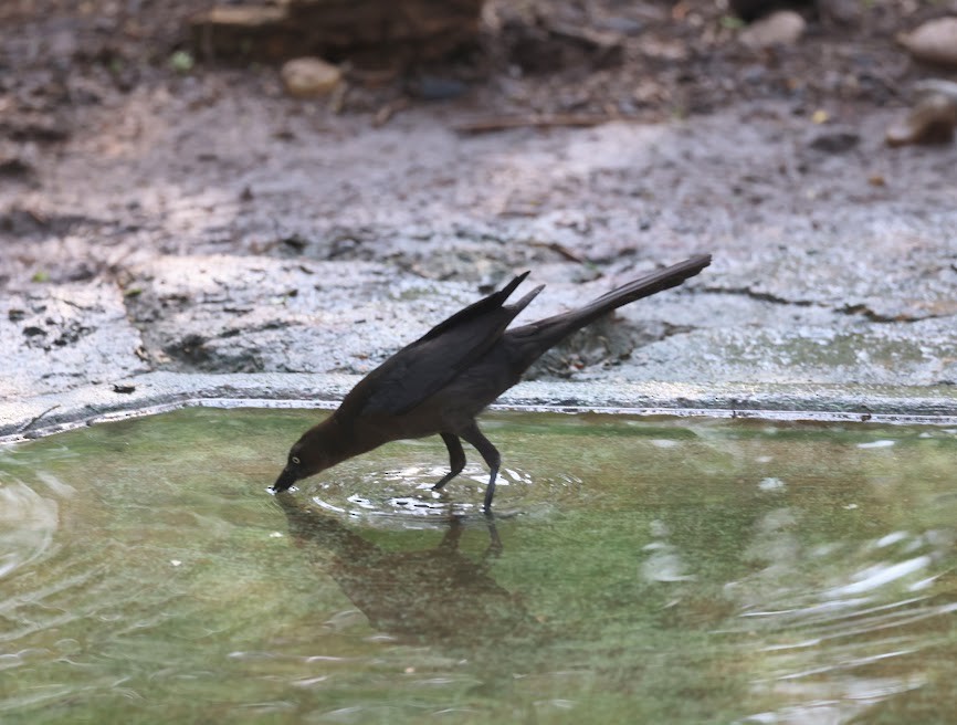 Great-tailed Grackle - ML620583828