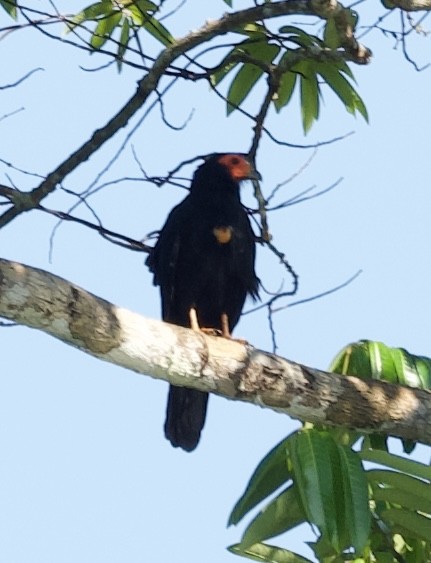 Red-throated Piping-Guan - ML620583832
