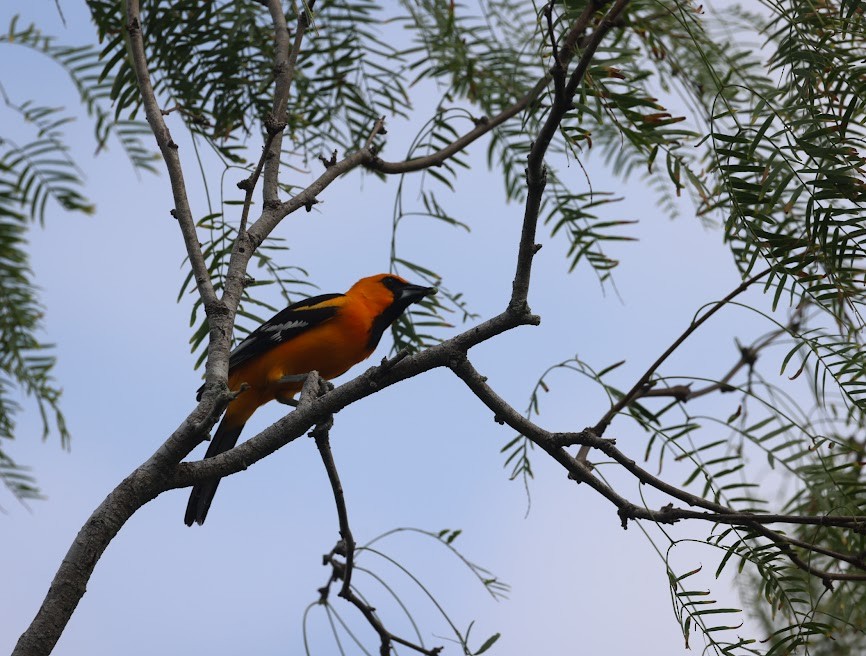 Oriole à gros bec - ML620583834