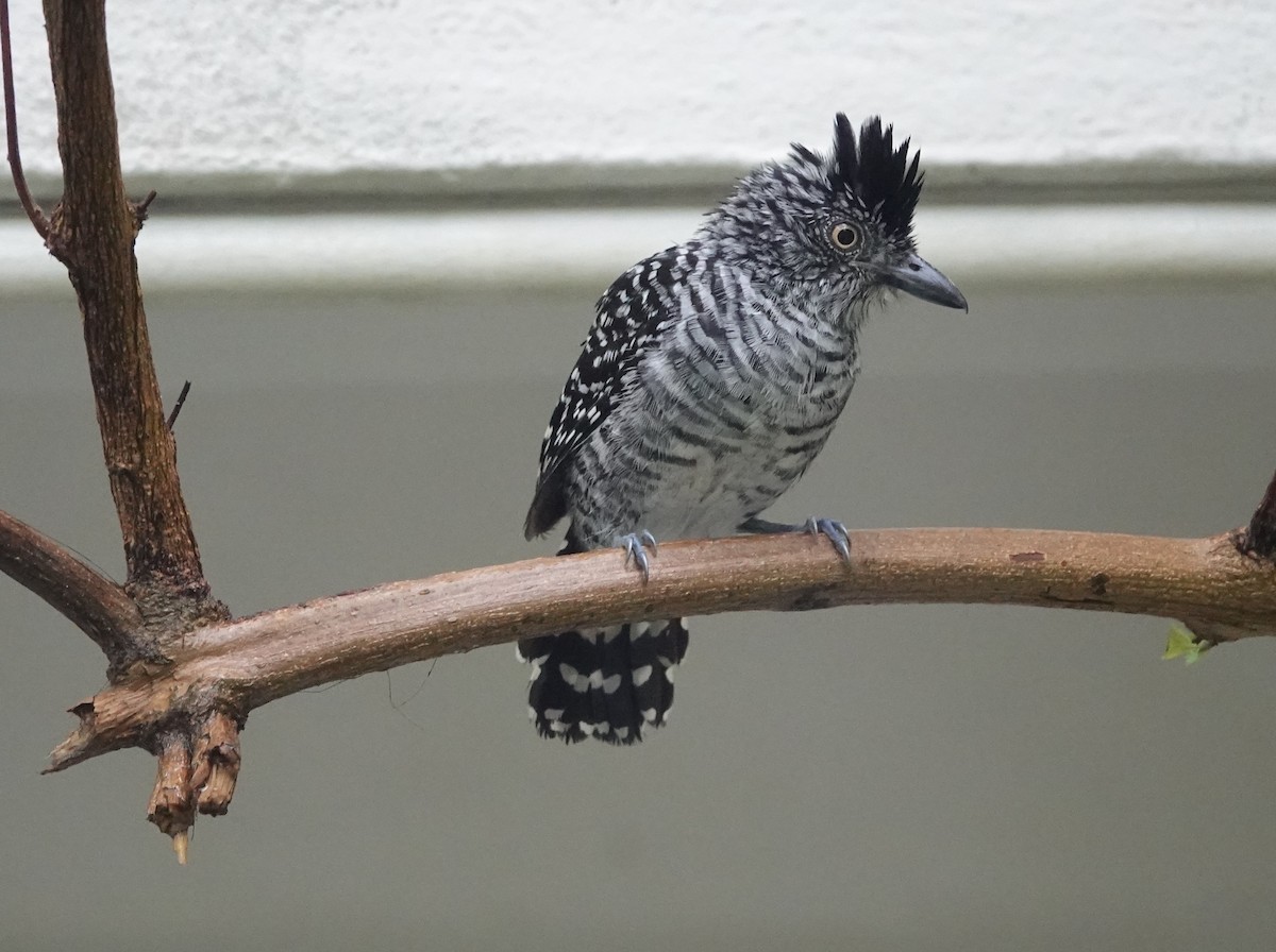 Barred Antshrike - ML620583849