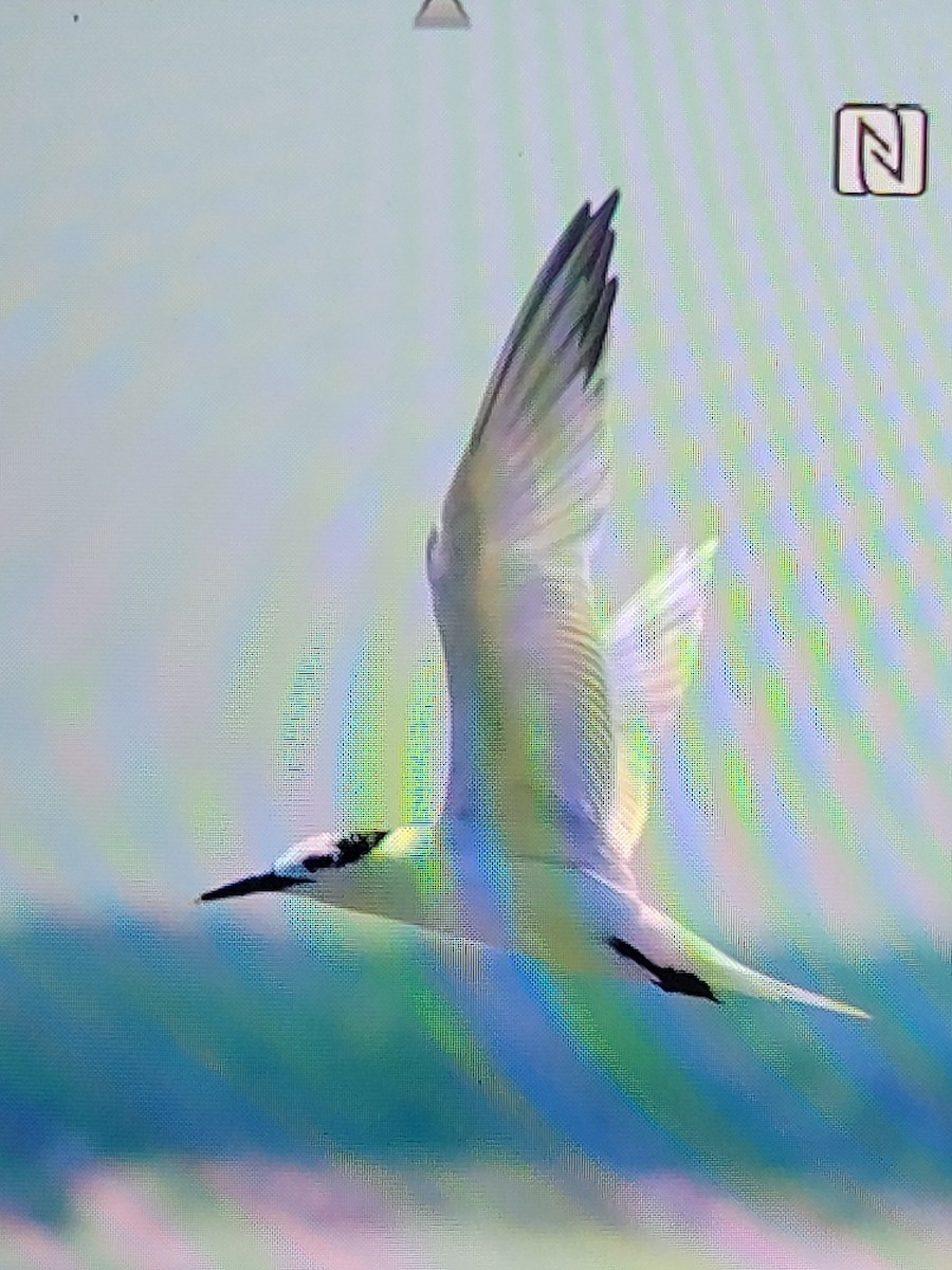 Sandwich Tern - ML620583855