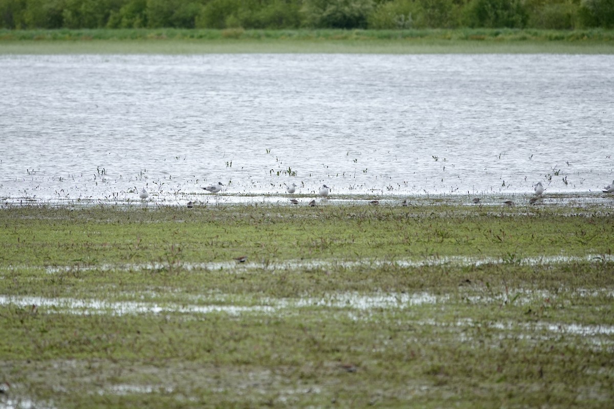 Bonaparte's Gull - ML620583856