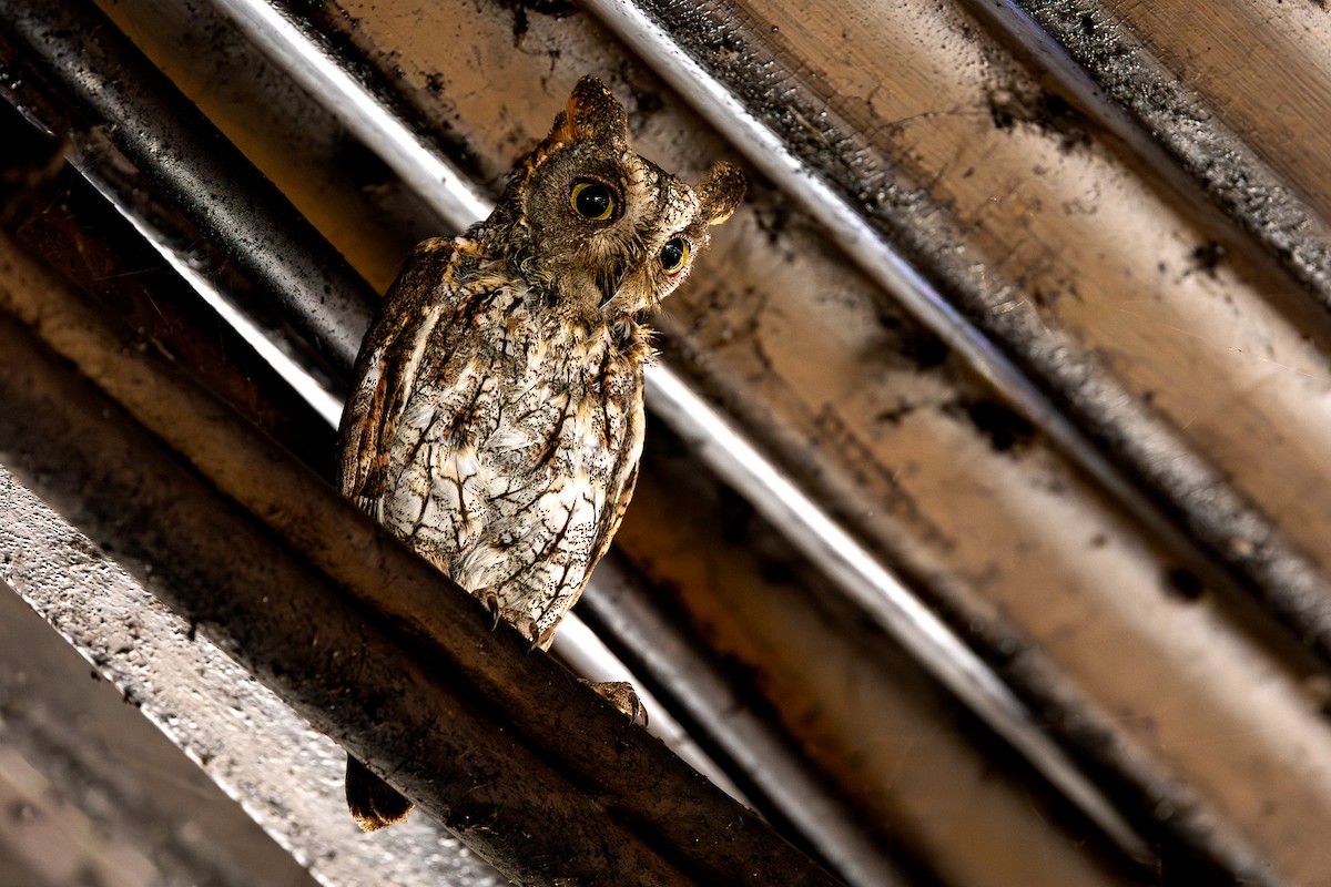 Oriental Scops-Owl - ML620583862