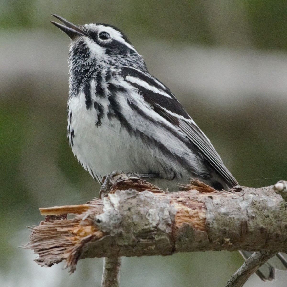 Black-and-white Warbler - ML620583866