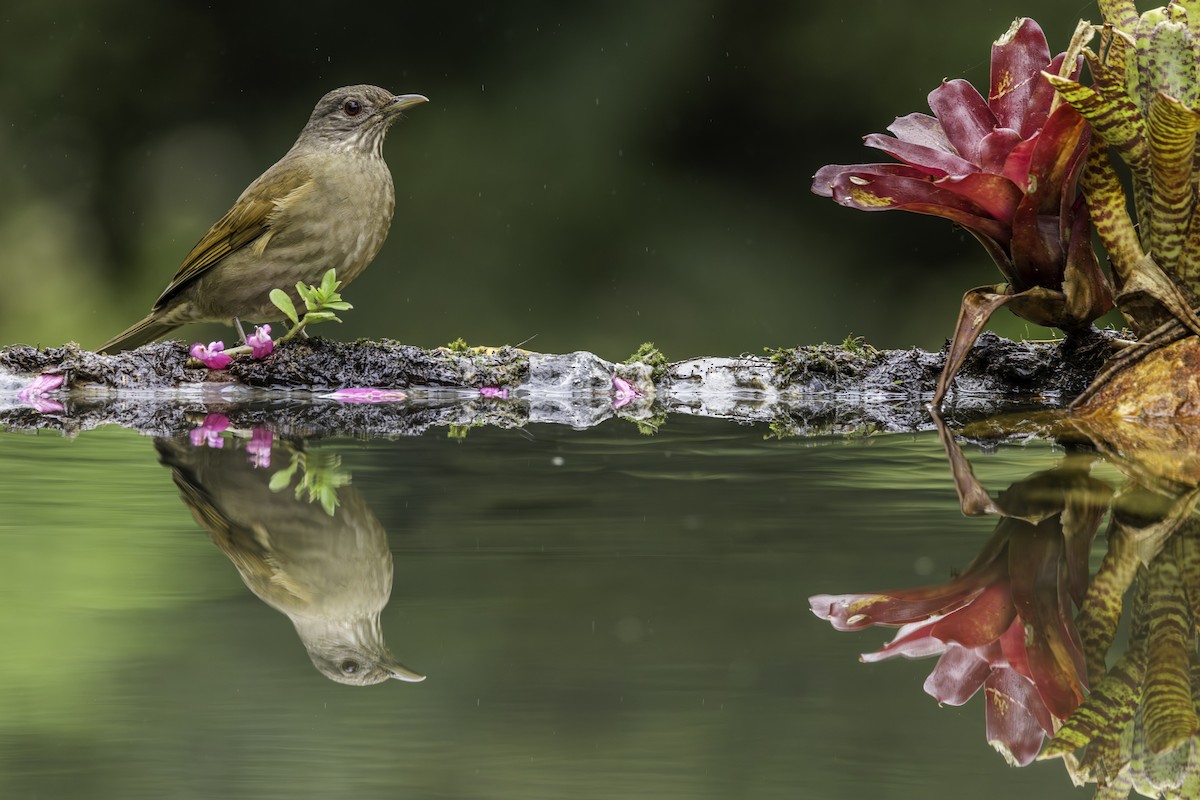 Pale-breasted Thrush - ML620583868