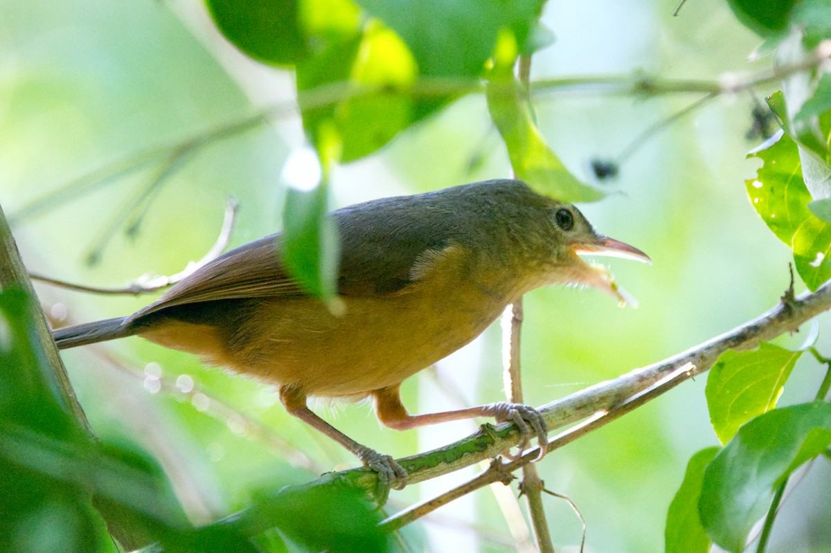 Rufous Shrikethrush - ML620583871