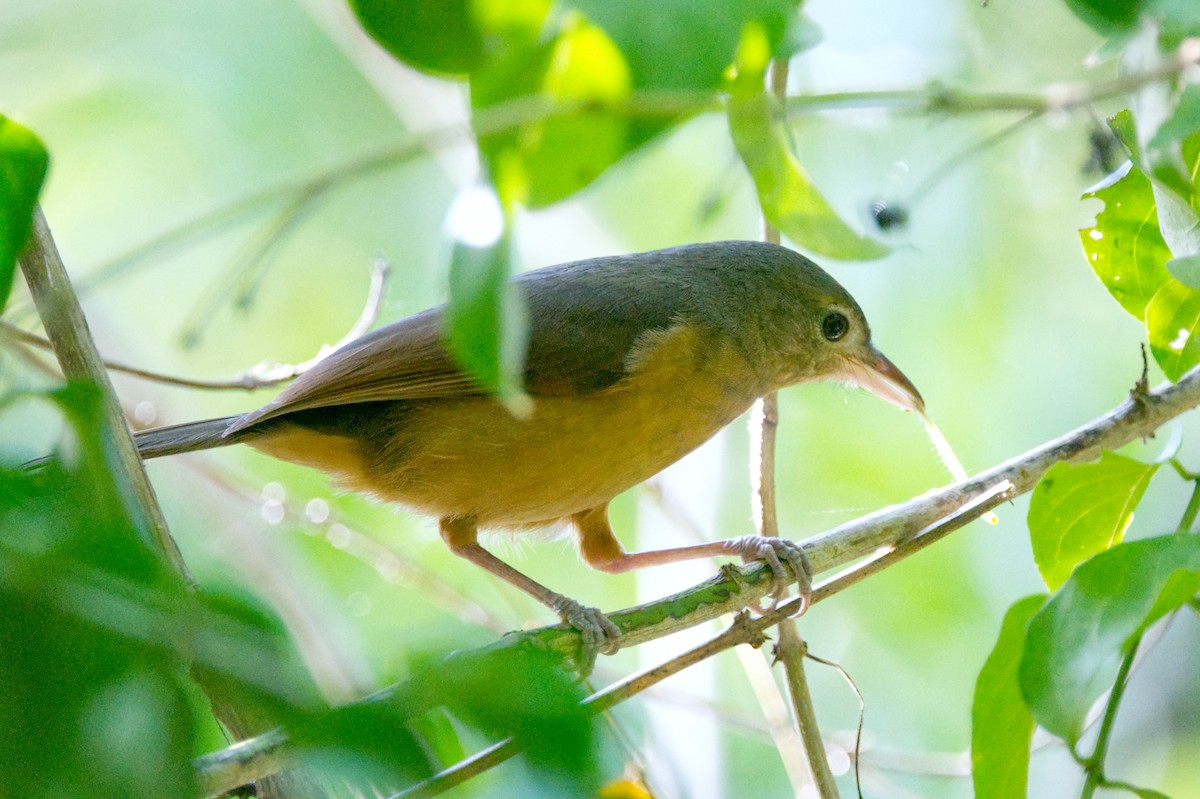 Rufous Shrikethrush - ML620583872