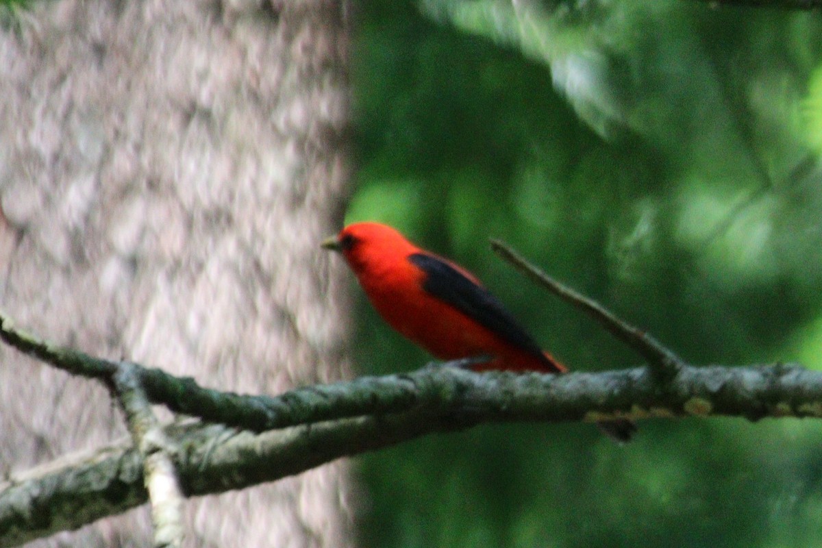 Scarlet Tanager - ML620583907