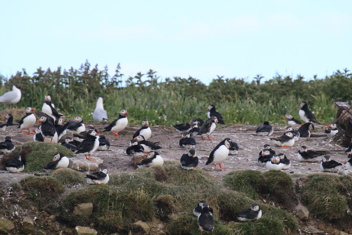 Atlantic Puffin - ML620583914