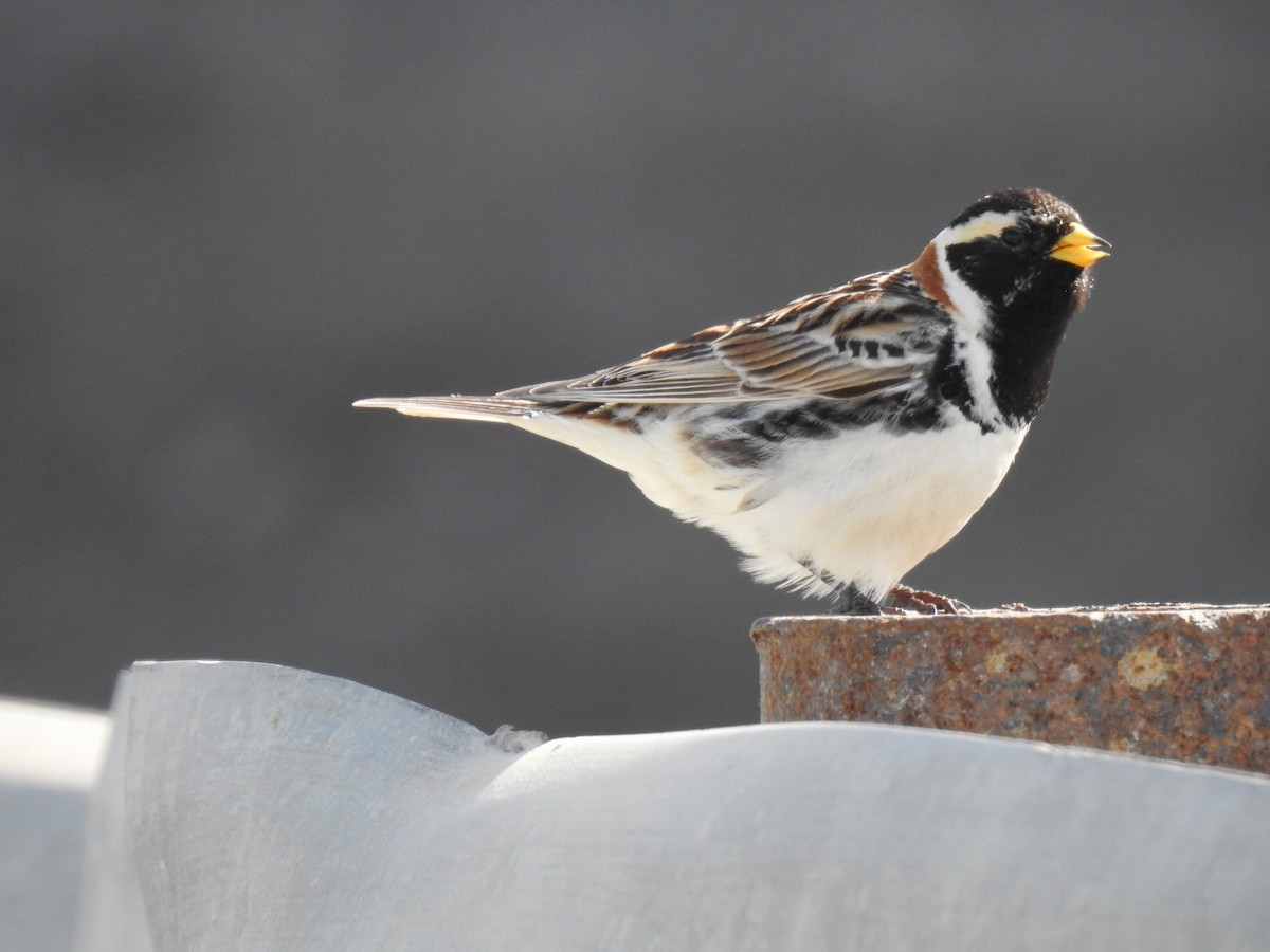 Lapland Longspur - ML620583916