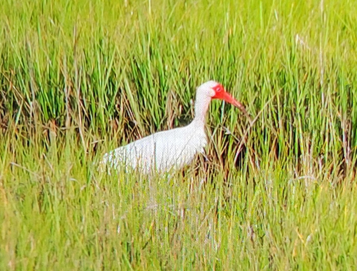 White Ibis - ML620583924