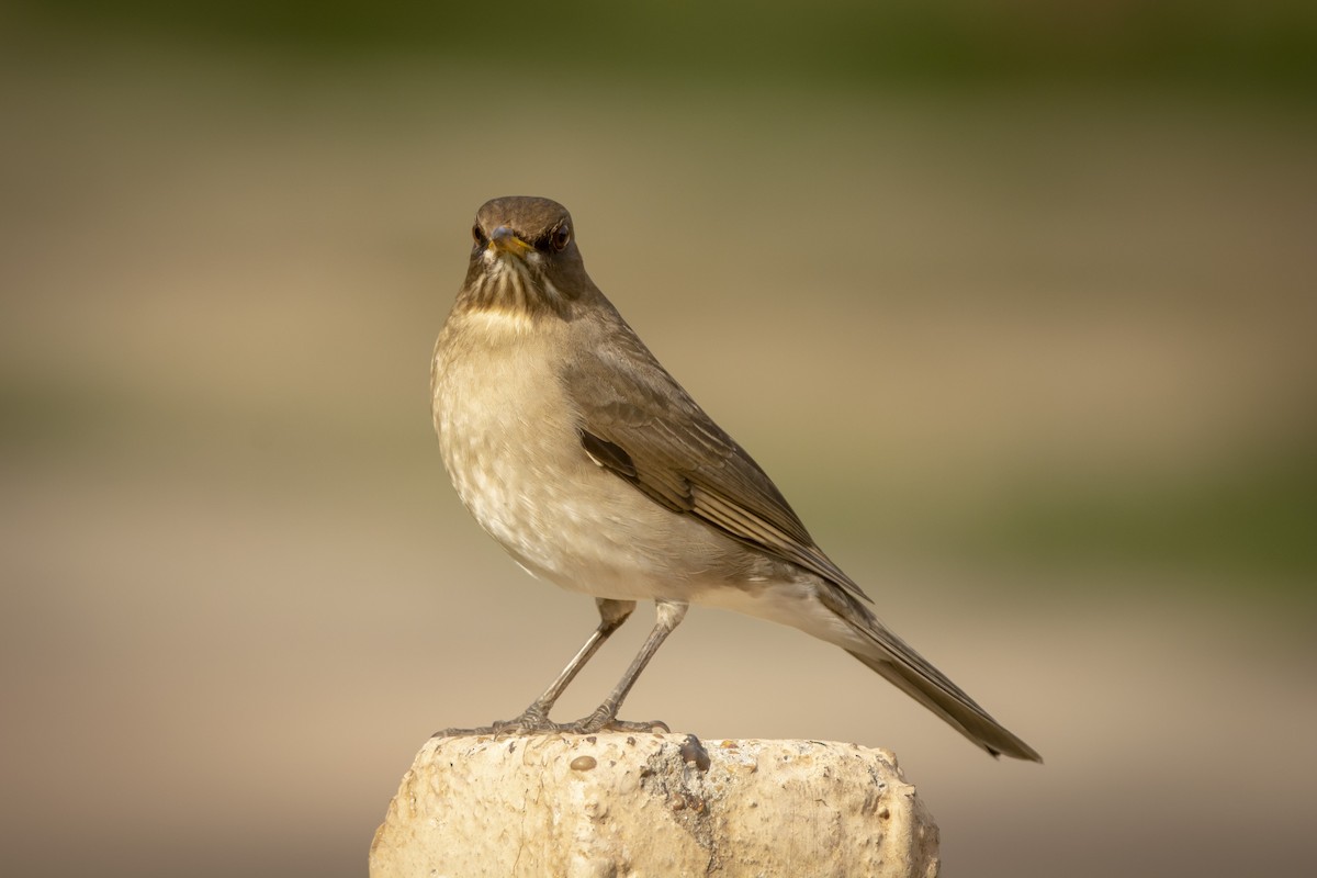 Creamy-bellied Thrush - ML620583928