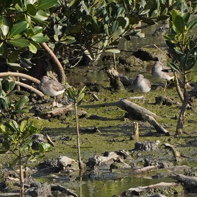 Gray-tailed Tattler - ML620583929