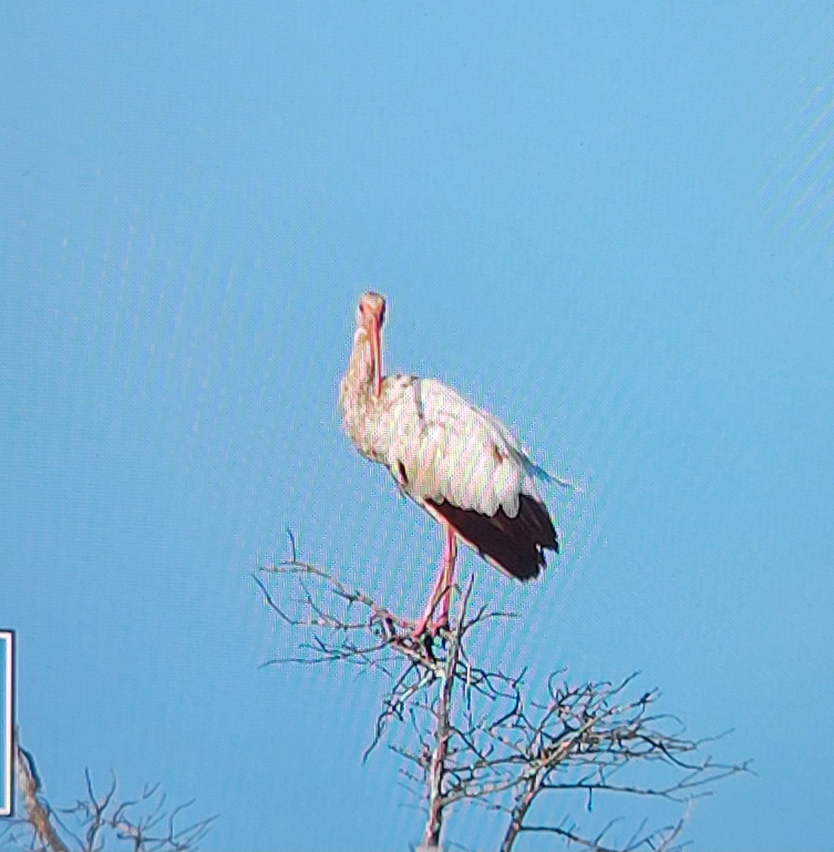 White Ibis - ML620583930