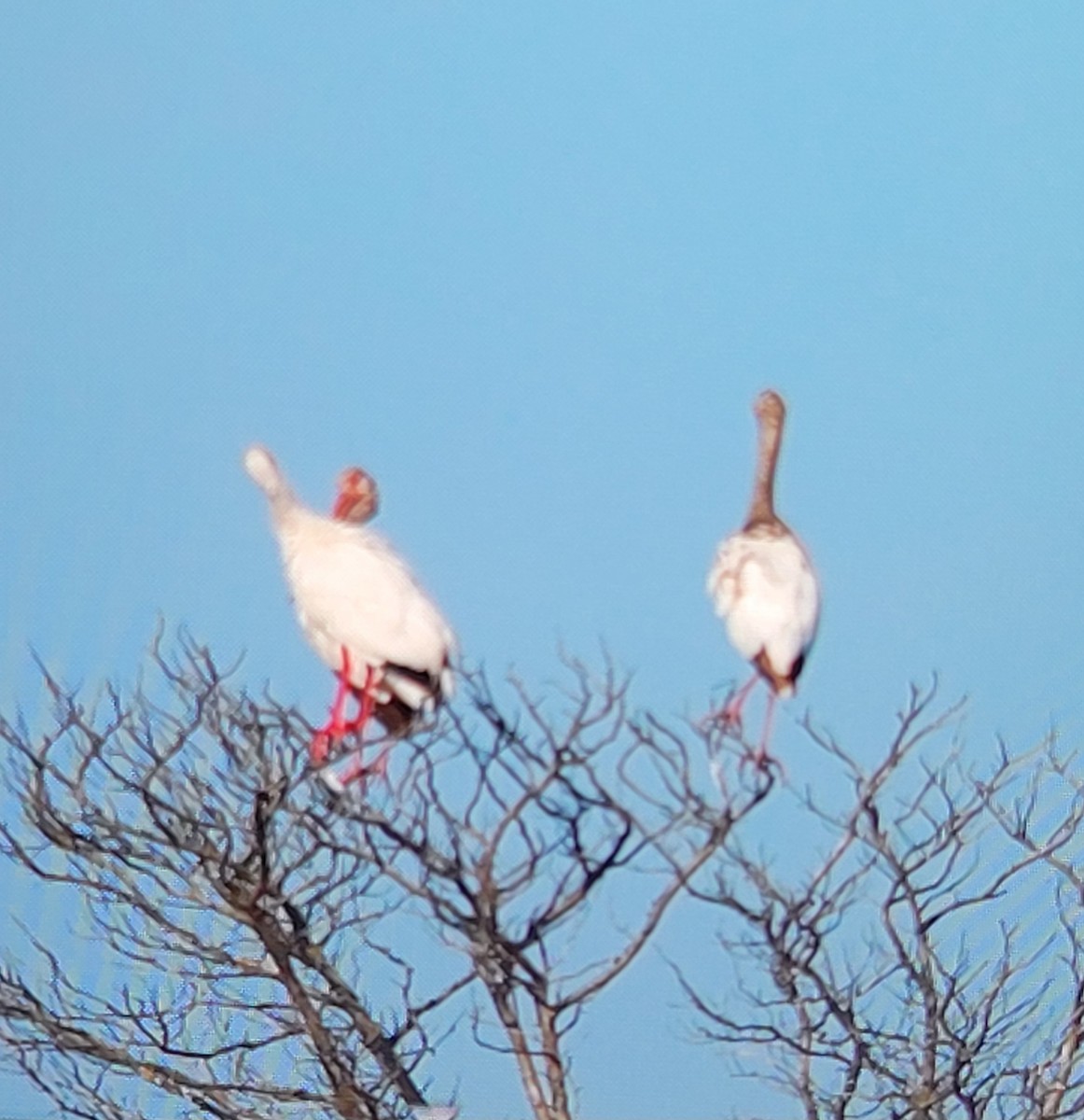 White Ibis - ML620583934