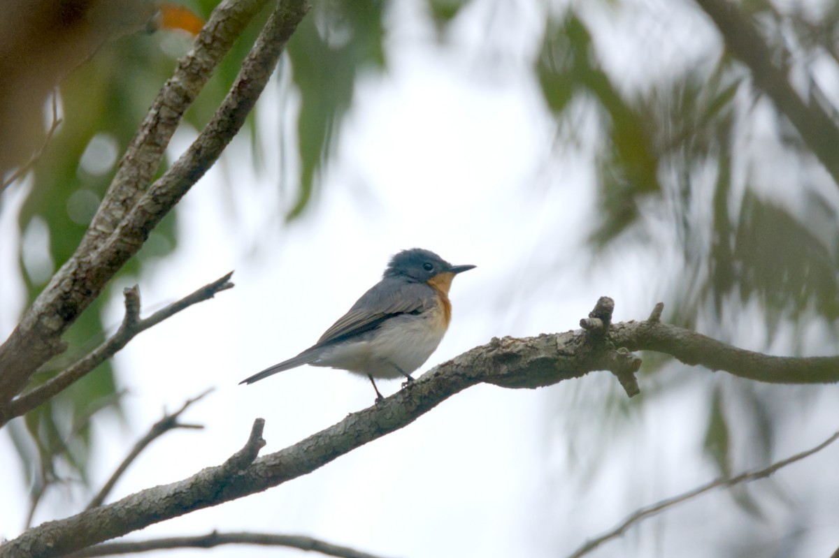 Leaden Flycatcher - ML620583936