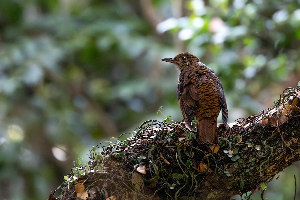 Nilgiri Thrush - ML620583938