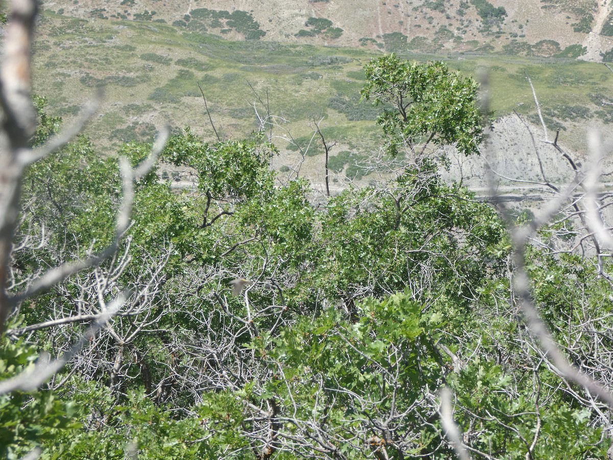 Virginia's Warbler - ML620583941