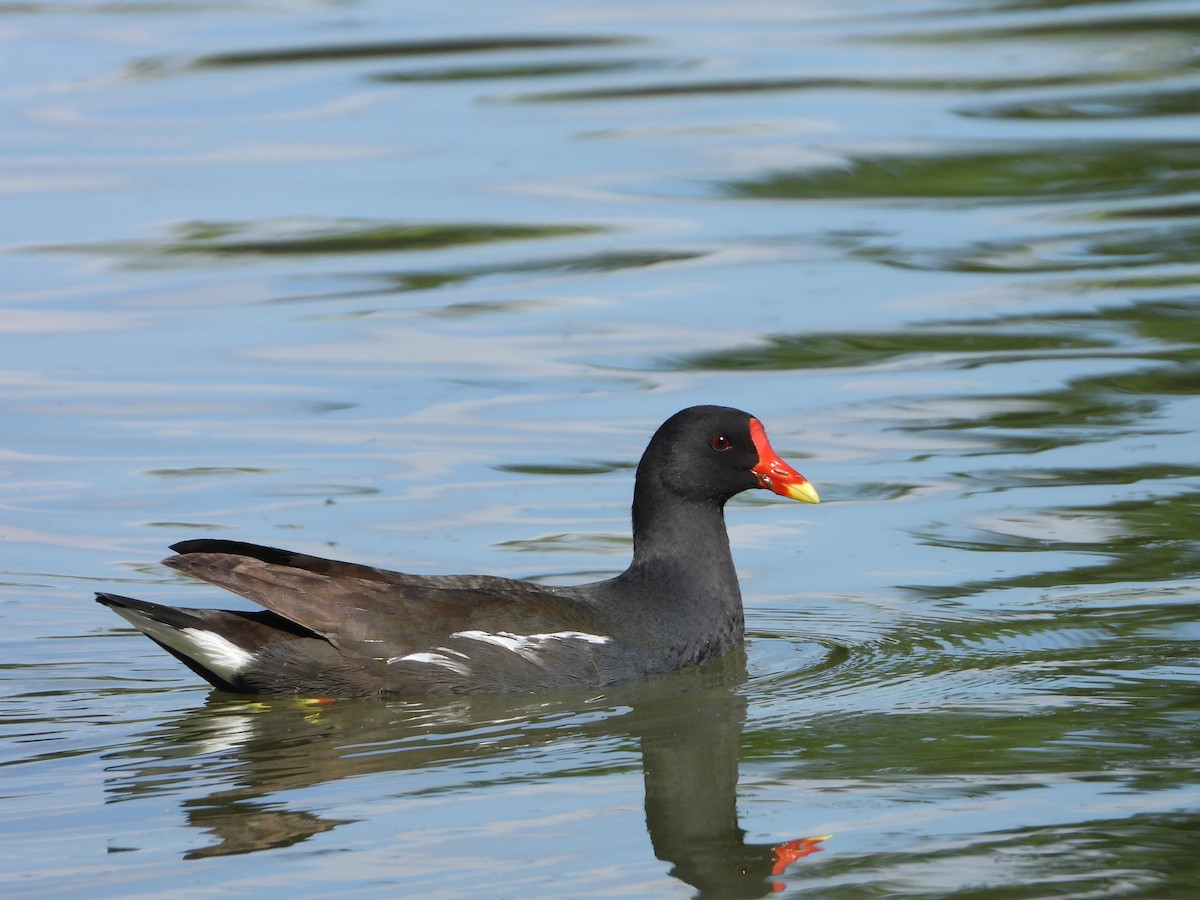 Eurasian Moorhen - ML620583945