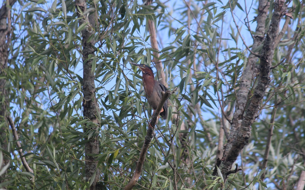 Green Heron - ML620583948