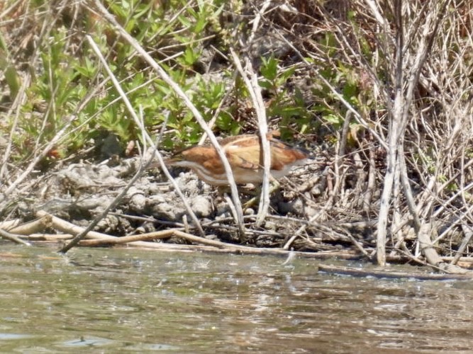 Least Bittern - ML620583950