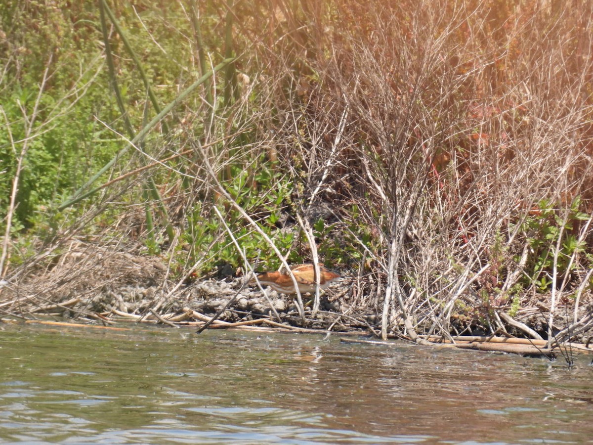 Least Bittern - ML620583951