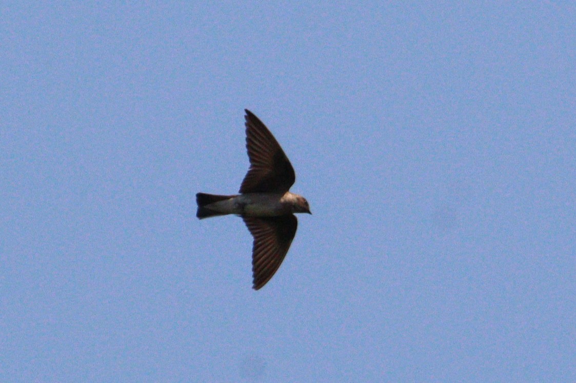 Northern Rough-winged Swallow - ML620583952
