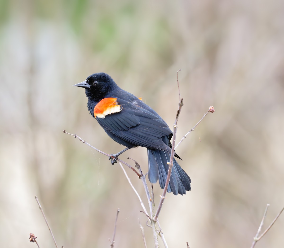 Red-winged Blackbird - ML620583958