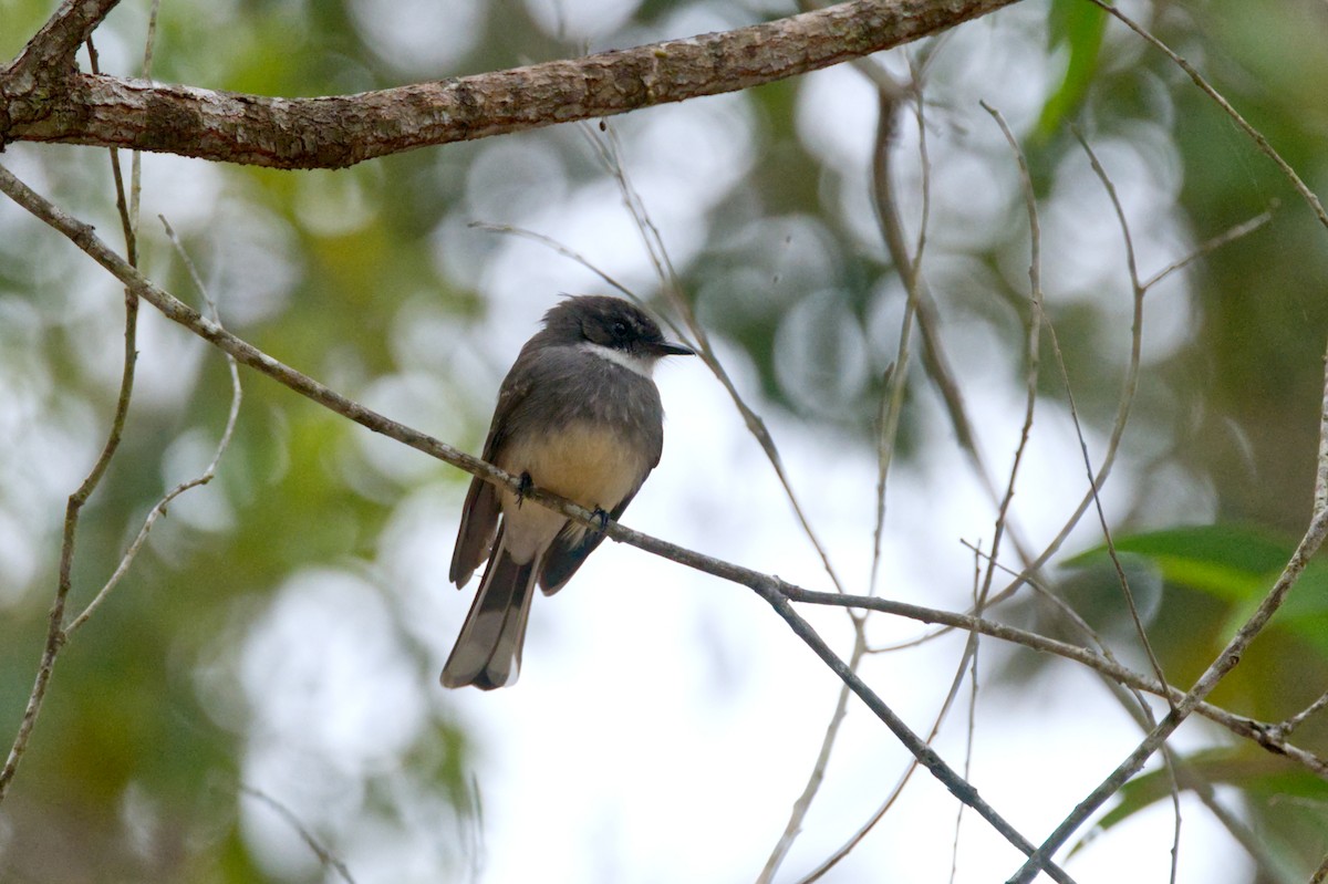 Northern Fantail - ML620583968