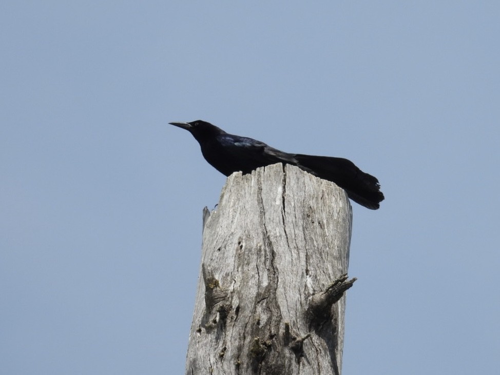 Great-tailed Grackle - ML620583978