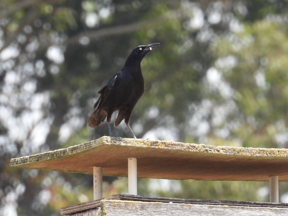 Great-tailed Grackle - ML620583979