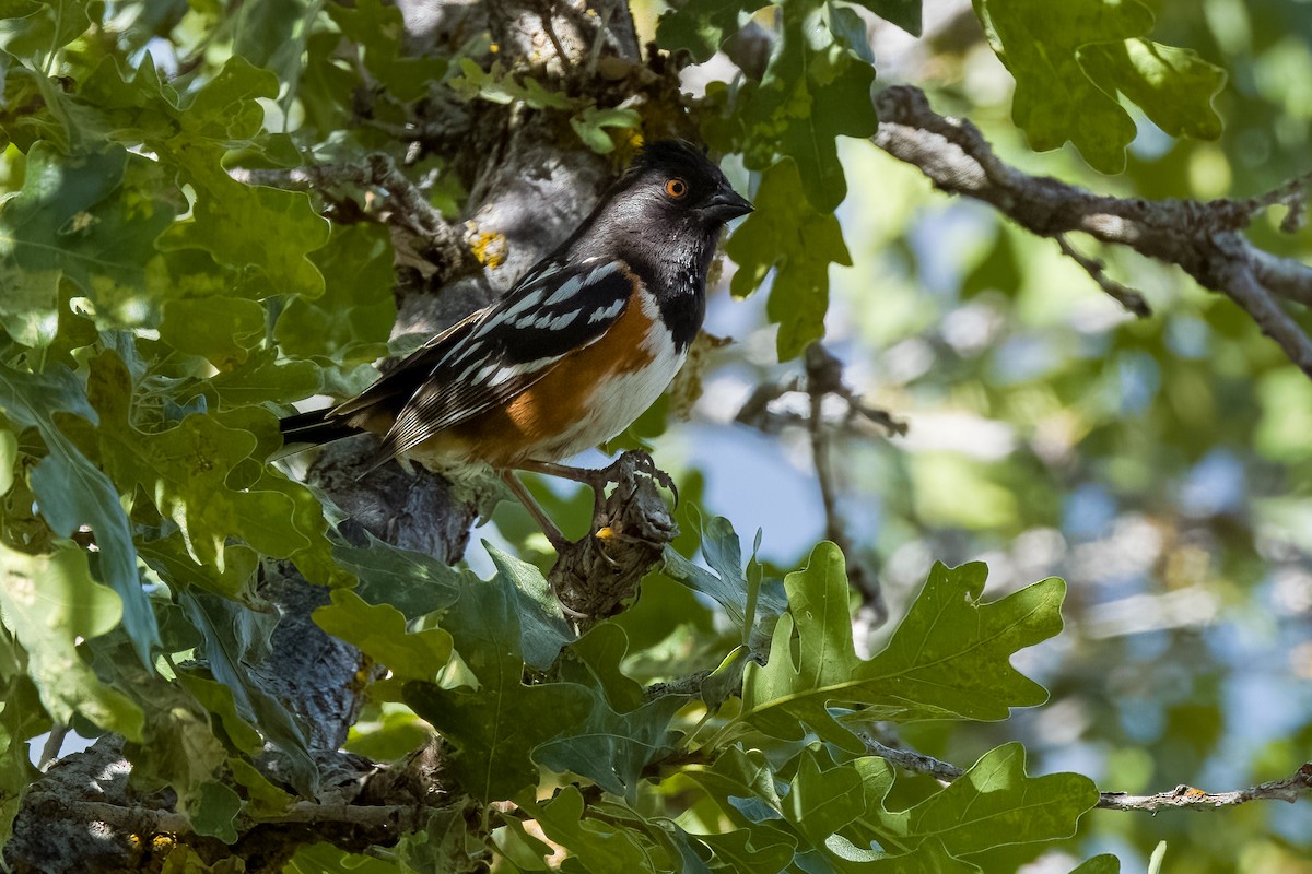 Spotted Towhee - ML620583984