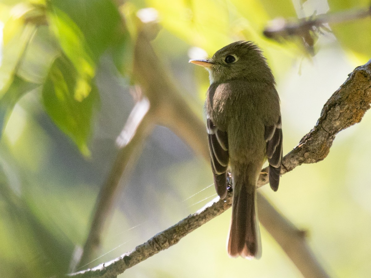 Western Flycatcher - ML620583988