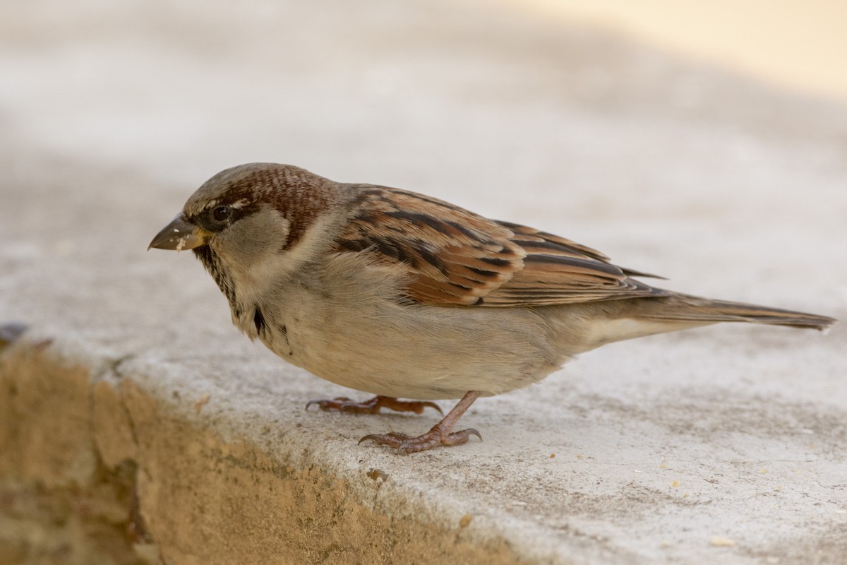 House Sparrow - ML620583994