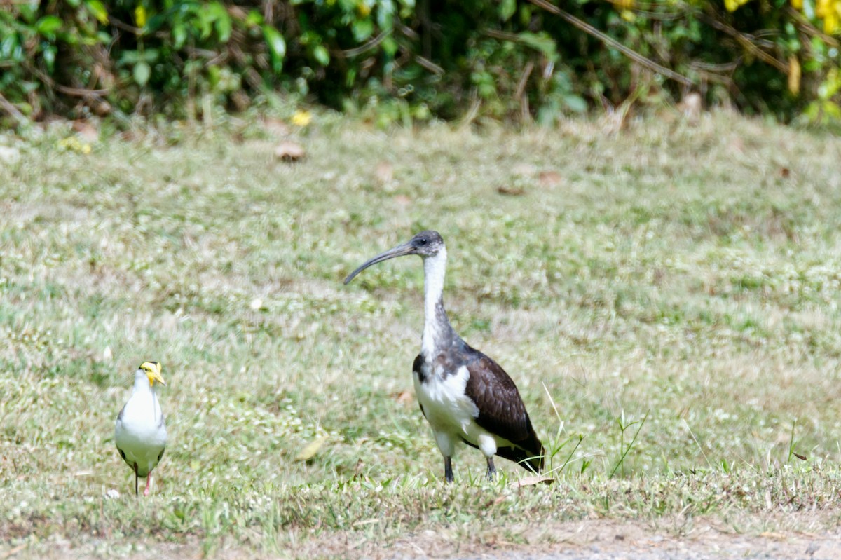 ibis slámokrký - ML620583996
