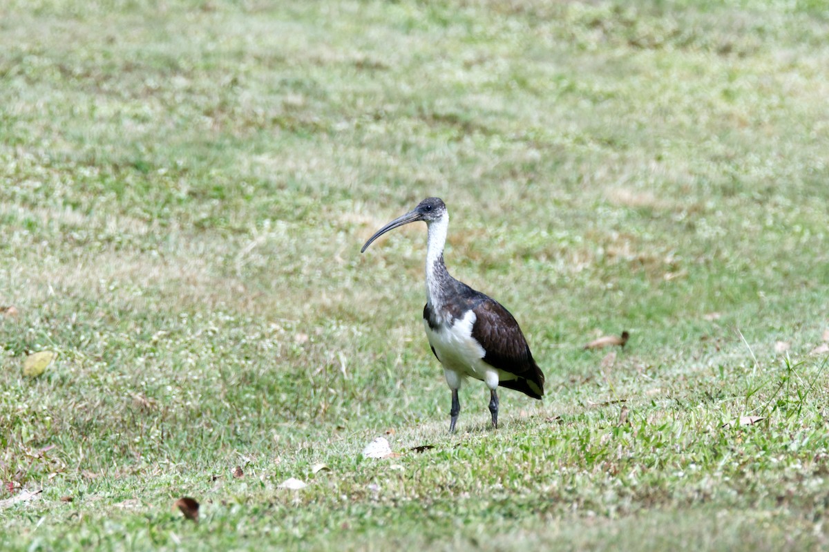 ibis slámokrký - ML620583997