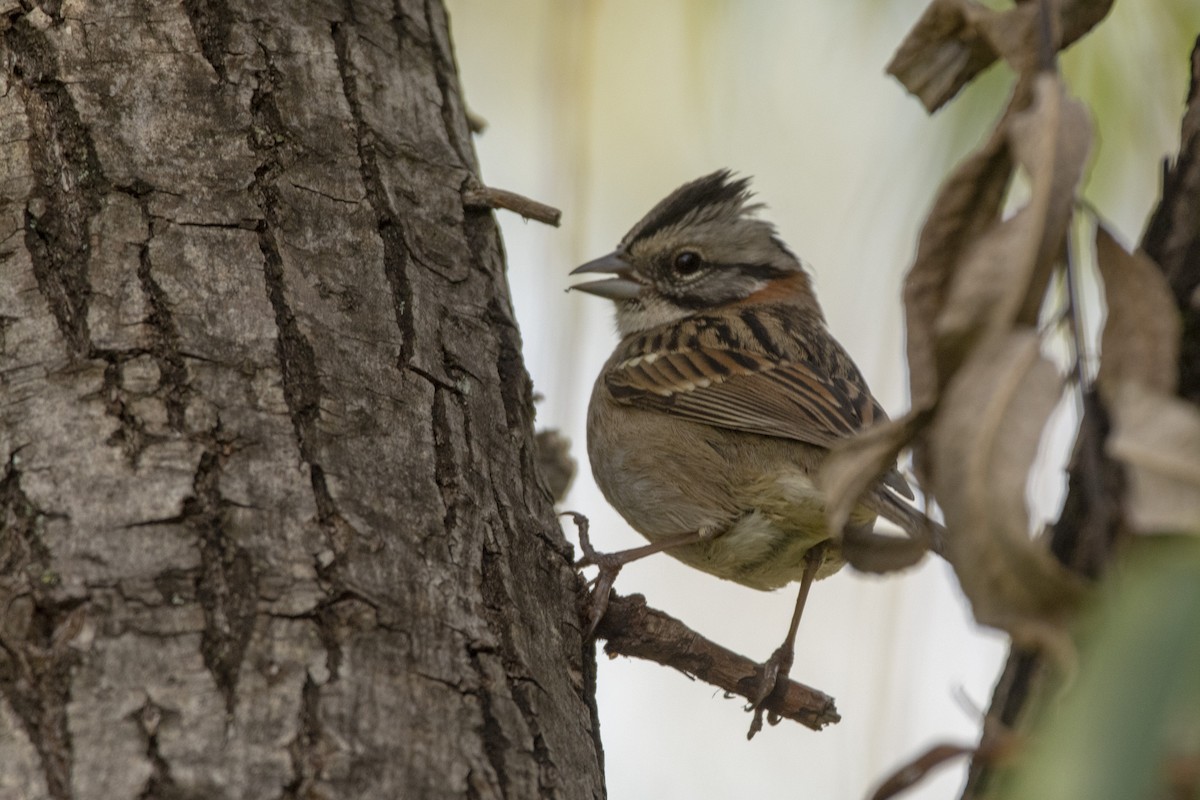 Rufous-collared Sparrow - ML620583999