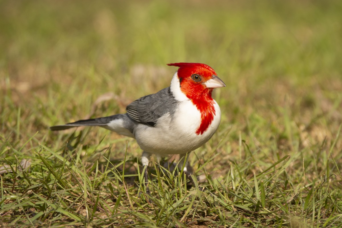 Red-crested Cardinal - ML620584009