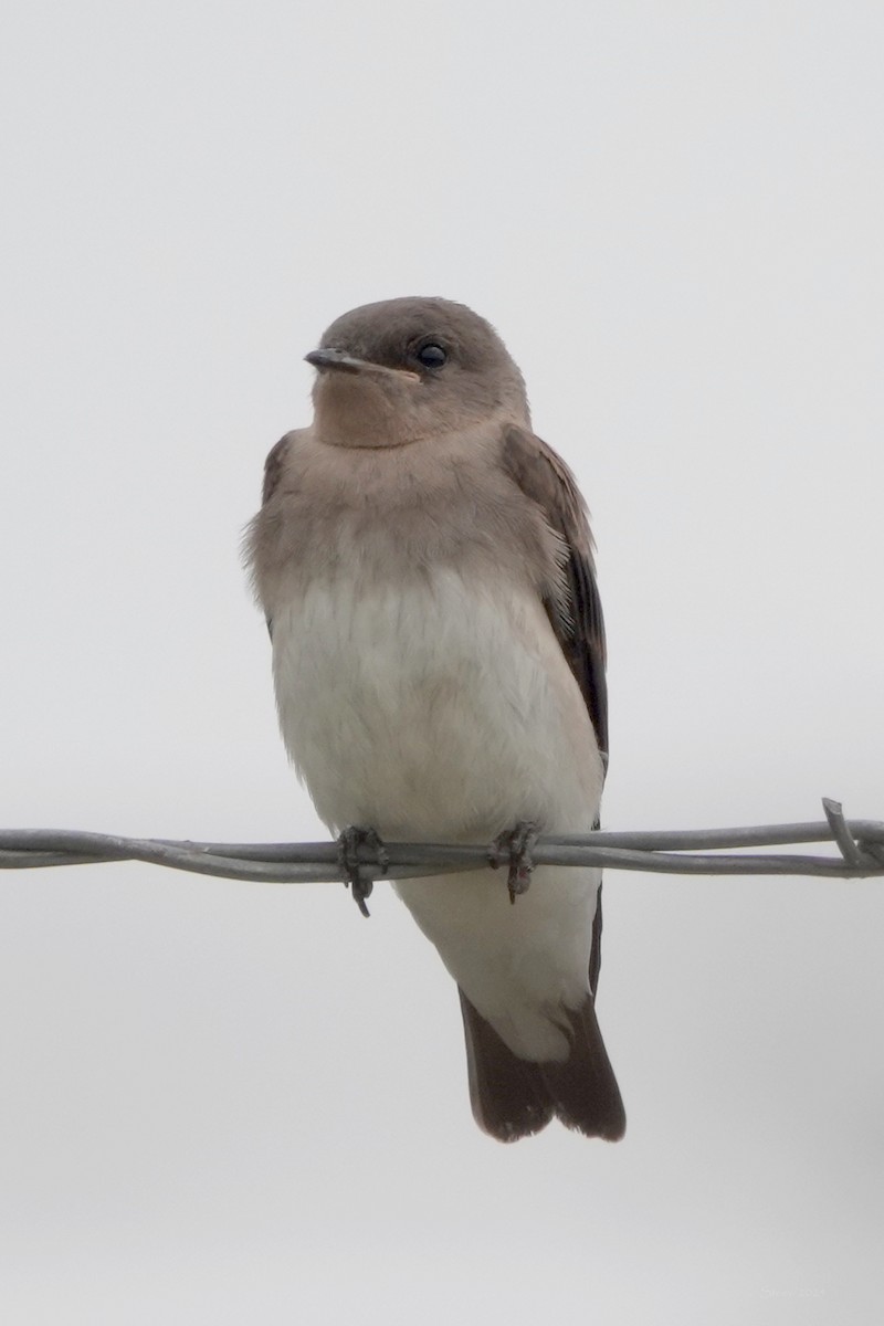 Northern Rough-winged Swallow - ML620584032