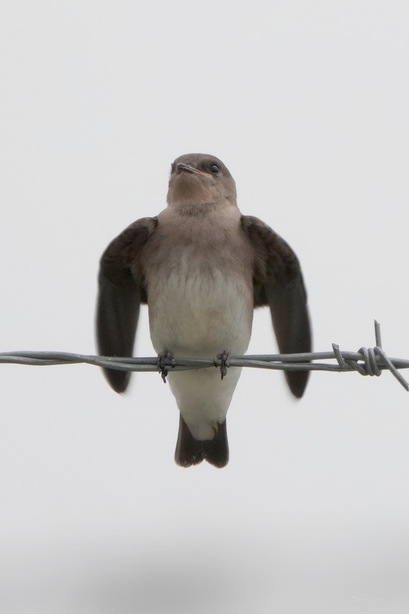 Northern Rough-winged Swallow - ML620584034